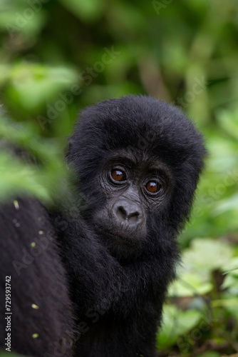 Gorilla Baby Bwindi Impenetrable Forest National Park Uganda 3811