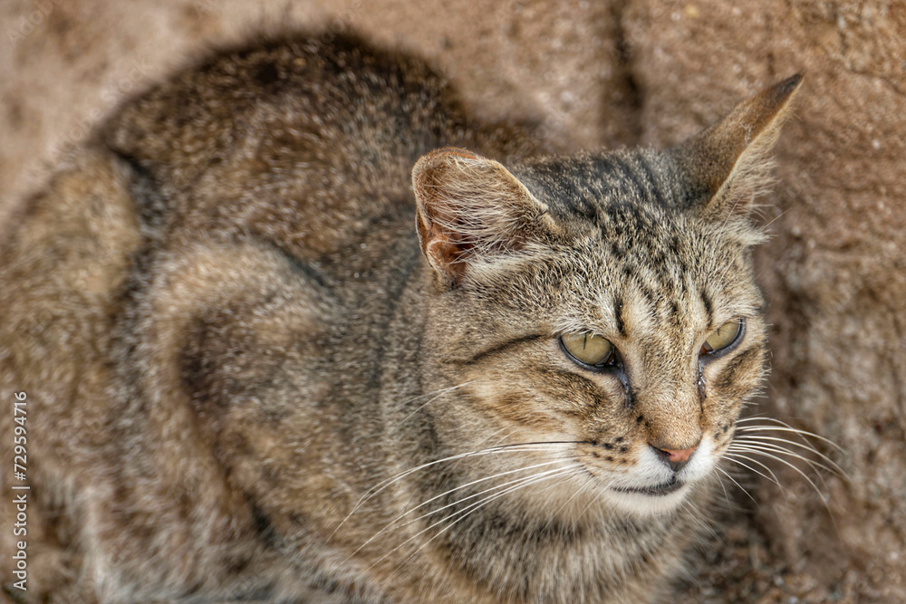 Portrait of an adorable street cat in Morocco