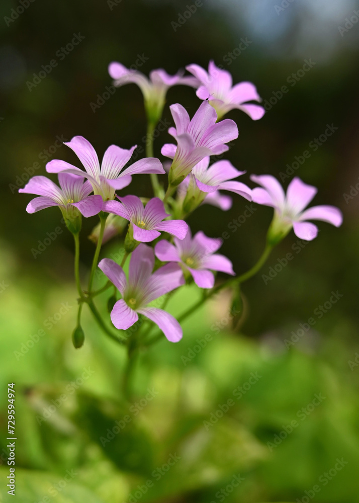 A bouquet of pink Shamrock flowers in the home garden A bouquet of pink Shamrock flowers in the home garden