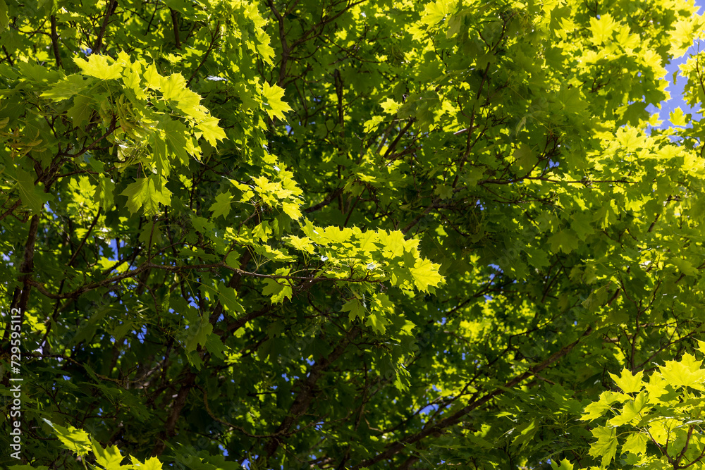a maple tree in sunny weather against a blue sky background a maple tree in sunny weather against a blue sky background