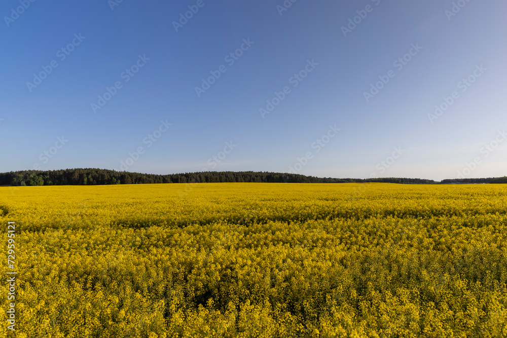 beautiful flowering field with yellow rapeseed flowers