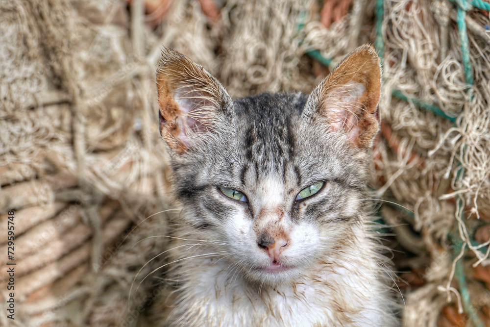 Portrait of an adorable street kitten in Morocco