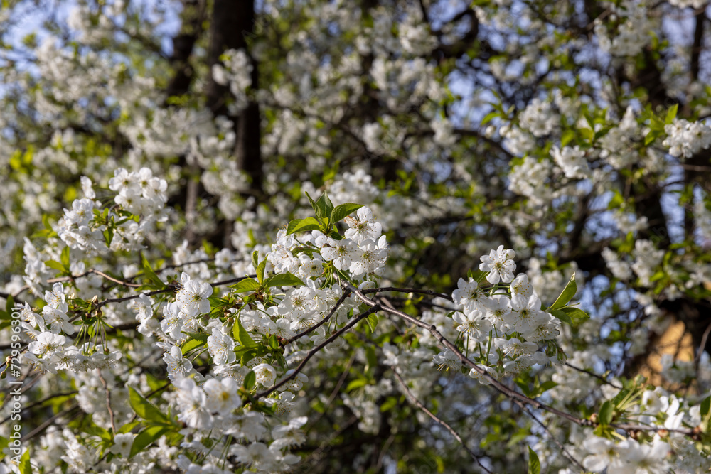 spring garden with cherry blossoms in sunny weather spring garden with cherry blossoms in sunny weather