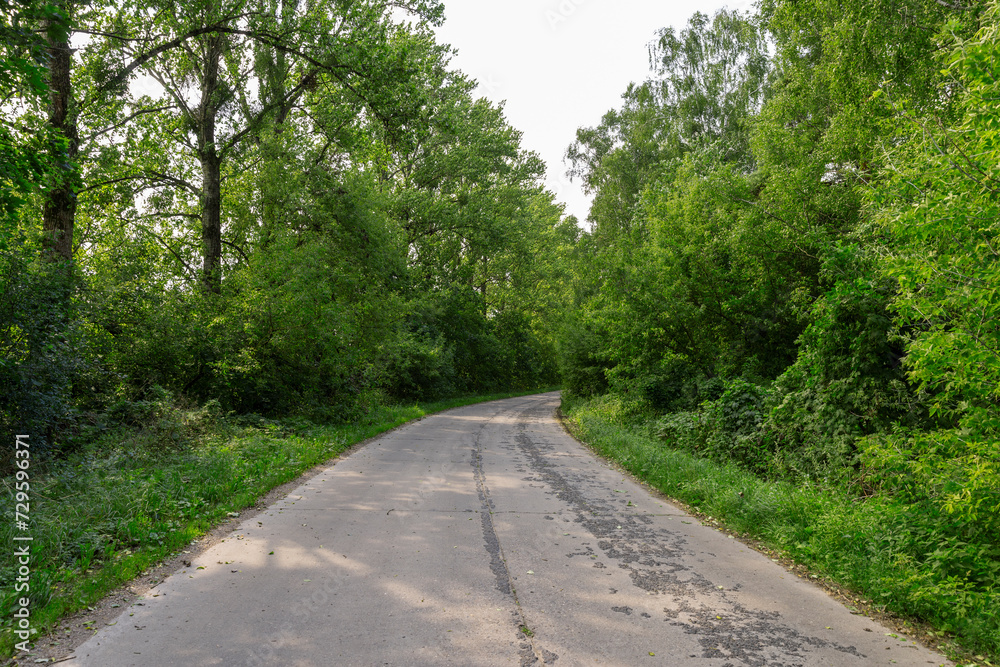paved old road in the forest in summer paved old road in the forest in summer