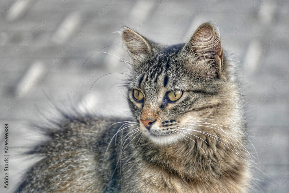 Portrait of an adorable street cat in Morocco