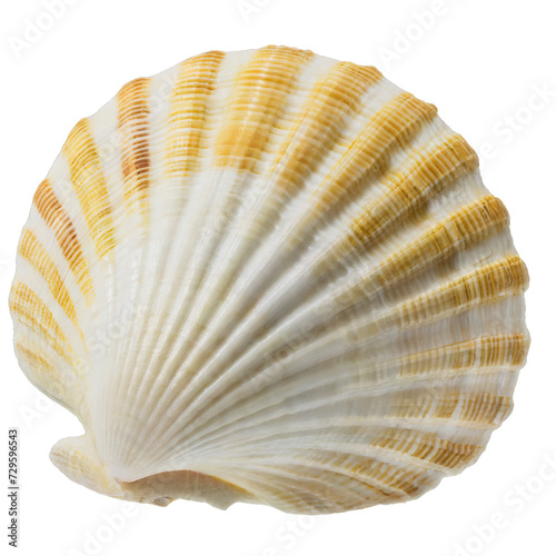 Seashell - isolated