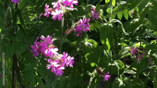 wild plants, flowers Silene dioica in nature, summer, zoom in photo