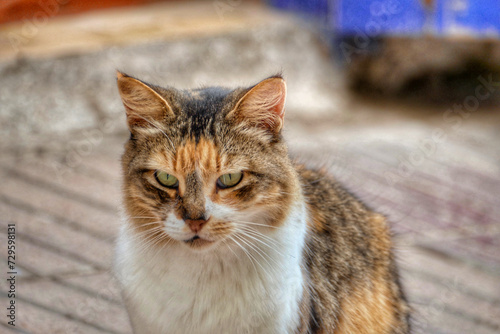 Portrait of an adorable street cat in Morocco © Schneestarre