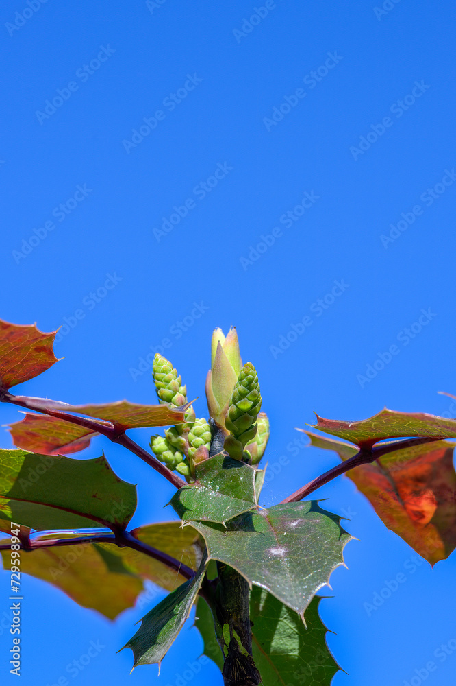 Obraz premium Oregon Grape. Yellow flowers. Latin name - Berberis aquifolium. Blue Mahonia berries or Oregon grapes in autumn garden.