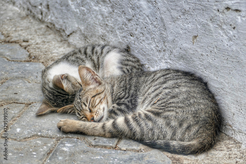 Portrait of an adorable street cats in Morocco