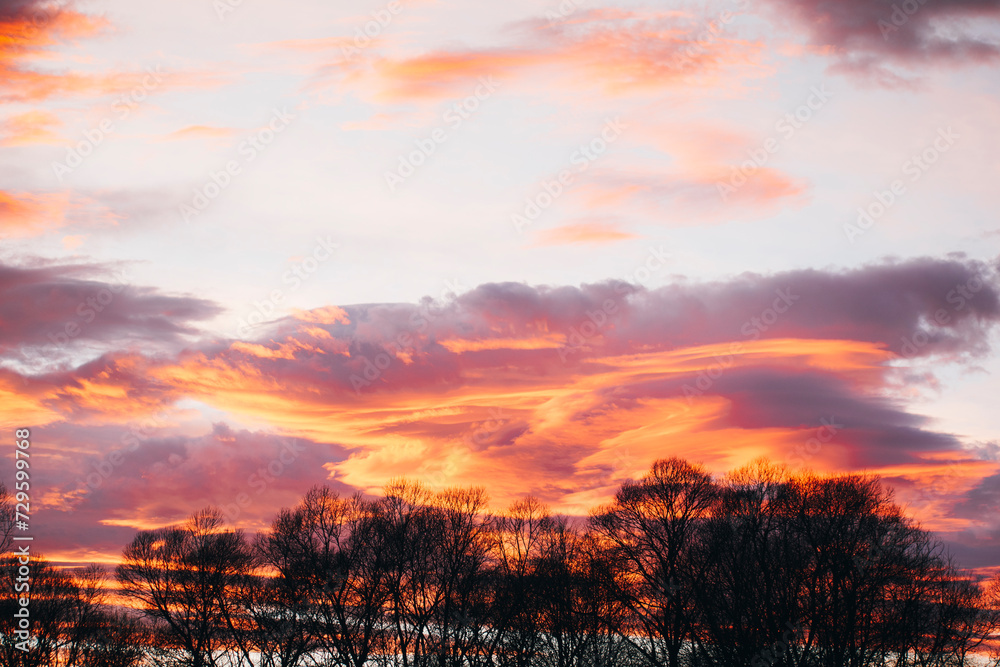 Obraz premium beautiful sunset over the trees