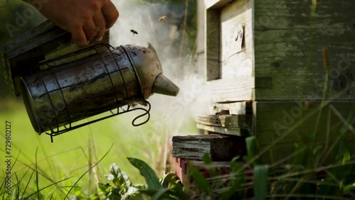 Honey bee wood chip smoker in action on bee hive