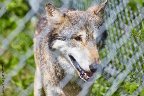 Expressive Wolf Face with Blurred Fence - Eye-Level View at Wolf Park