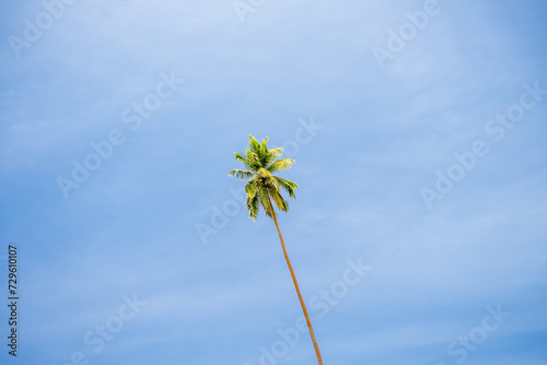 Minimal single palm tree with blue sky background © Michael