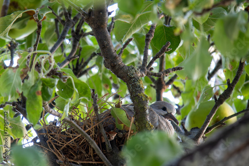Pigeon in the nest in an apple tree in a country house. Selective focus