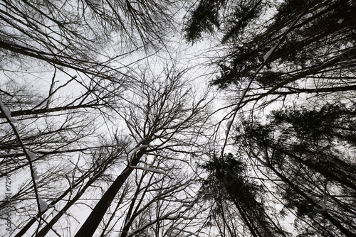 Bialowieza forest 