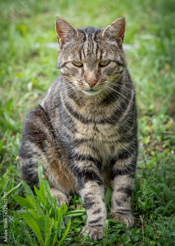 Goxwiller, France - 08 07 2022: A striped cat sitting in the green grass of a garden. © Franck Legros