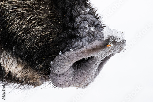 wild boar snout photo