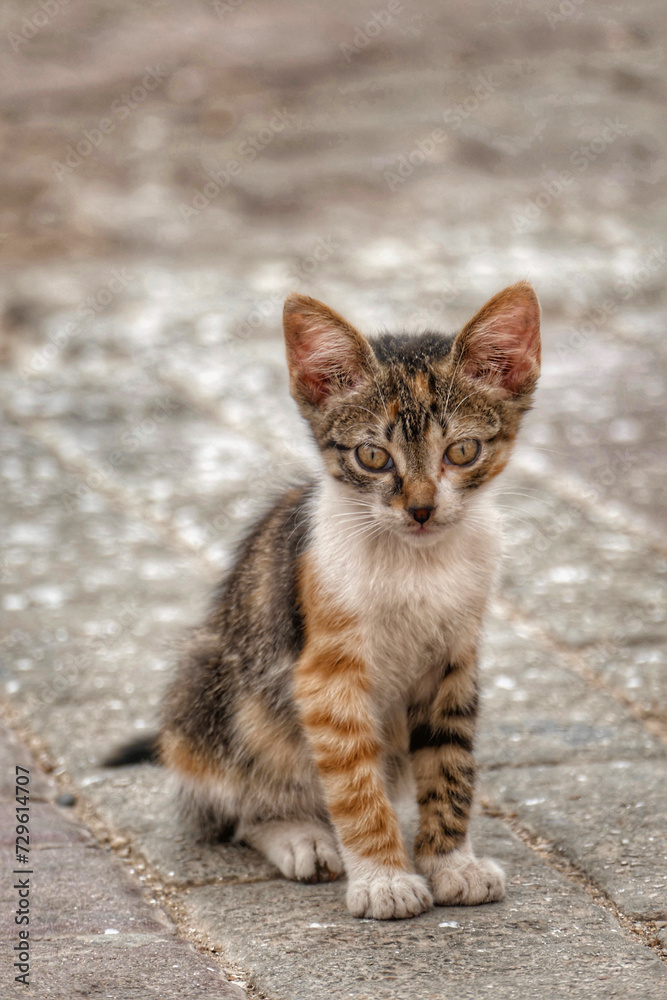Portrait of an adorable street kitten in Morocco Portrait of an adorable street kitten in Morocco