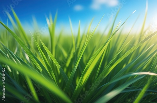 Background with green grass and sky 