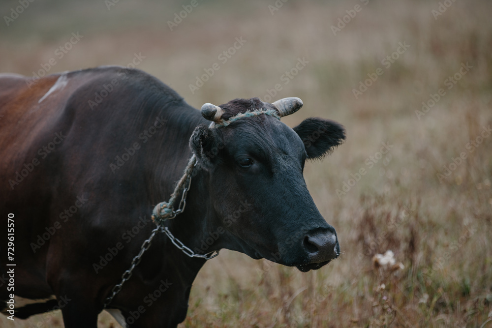 A cow grazes in a meadow