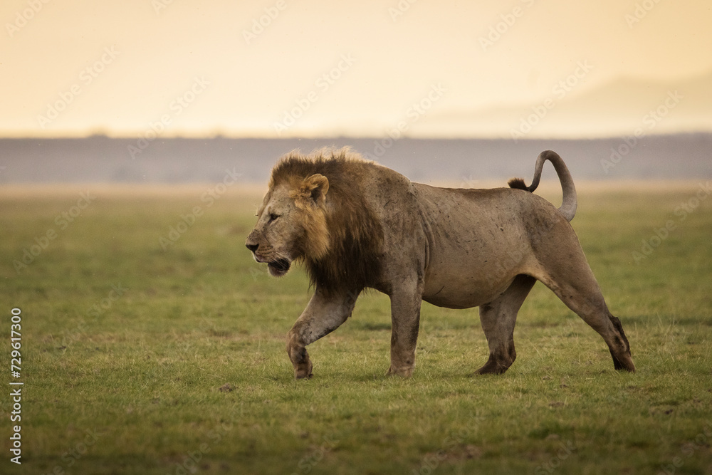 Fototapeta premium Portrait of a lion full of blood during safari in Amboseli National Park, Kenya