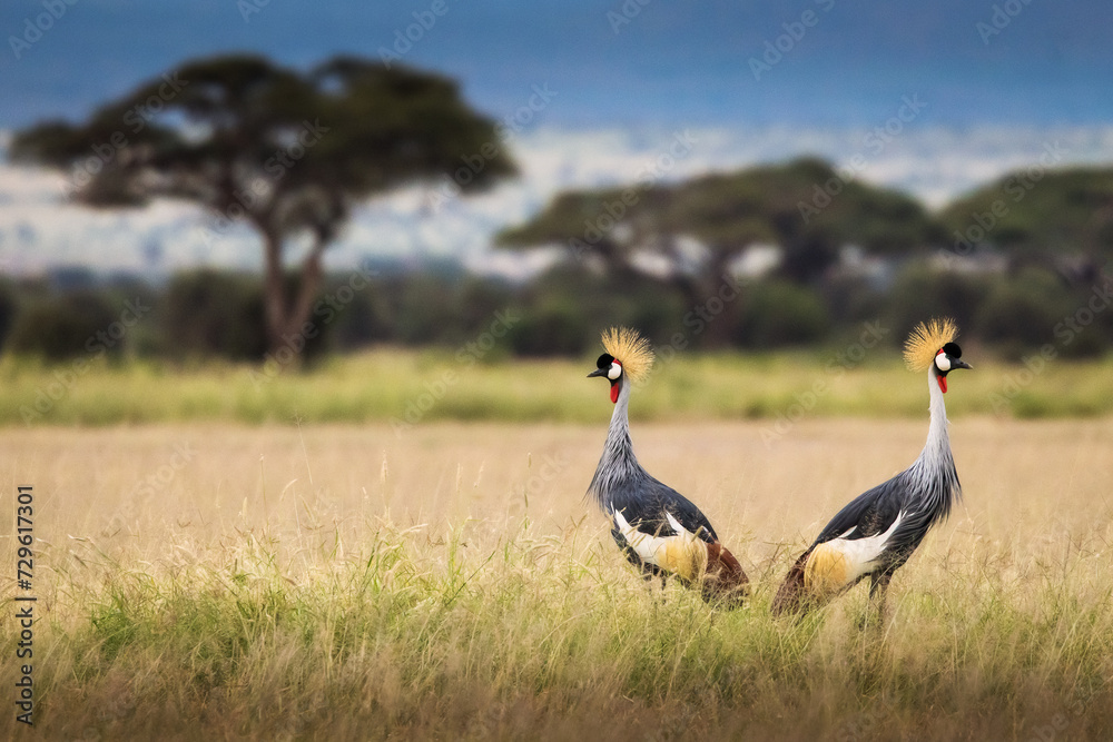 gray crowned crane birds during safari trip in Amboseli National Park, Kenya with beautiful landscape in background gray crowned crane birds during safari trip in Amboseli National Park, Kenya with beautiful landscape in background