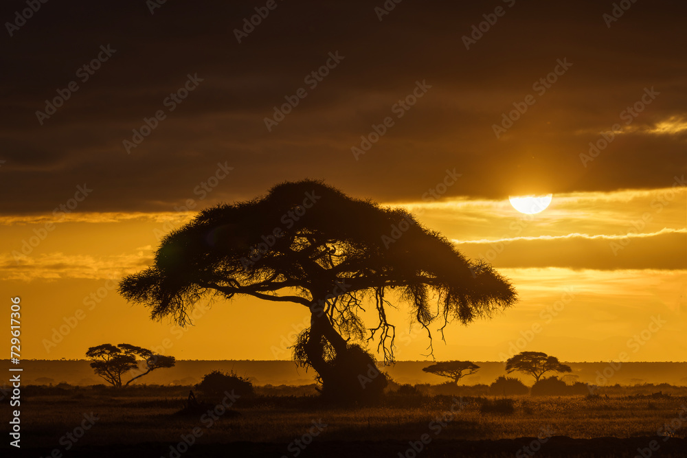 Single tree during safari with amazing sunrise in background. Amboseli National Park, Kenya