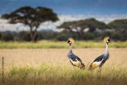 Obraz na płótnie gray crowned crane birds during safari trip in Amboseli National Park, Kenya with beautiful landscape in background w salonie