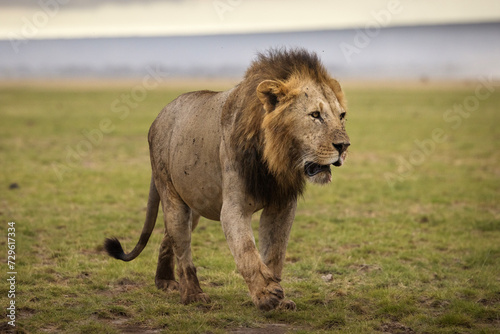 Portrait of a lion full of blood during safari in Amboseli National Park  Kenya