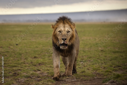 Fototapeta Naklejka Na Ścianę i Meble -  Portrait of a lion full of blood during safari in Amboseli National Park, Kenya