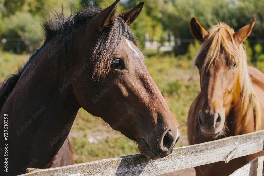 Naklejka premium Chestnut-colored horses on a farm in a paddock.