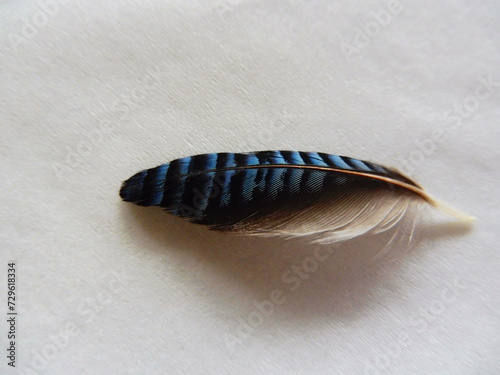 Blue jay feather.  © Mary