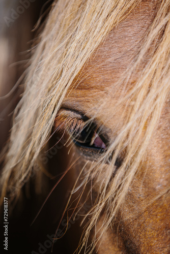 A detailed close-up of a chestnut horse s eye.
