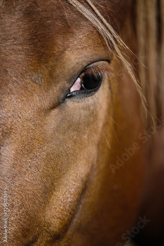 A detailed close-up of a chestnut horse's eye.