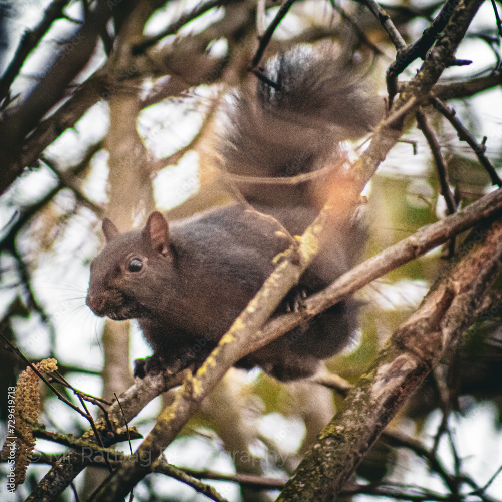 Squirrel Squirrel
