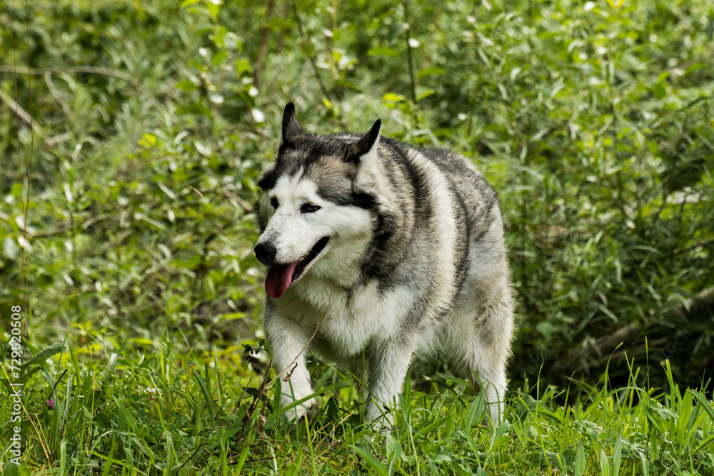 Perro en el campo