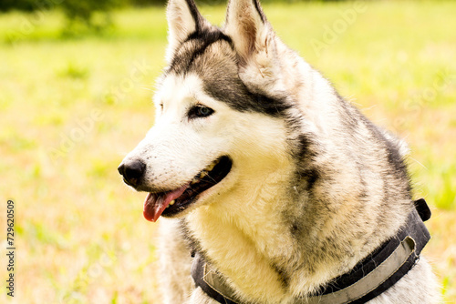 Perro en el campo