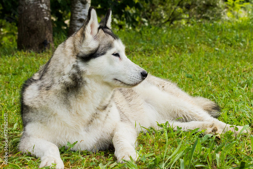 Perro en el campo