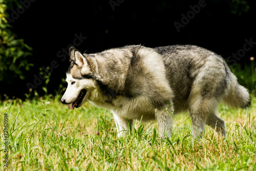 Perro en el campo