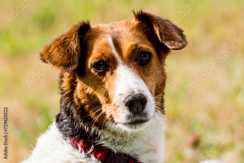 Perro en el campo