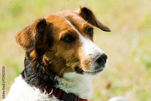 Perro en el campo