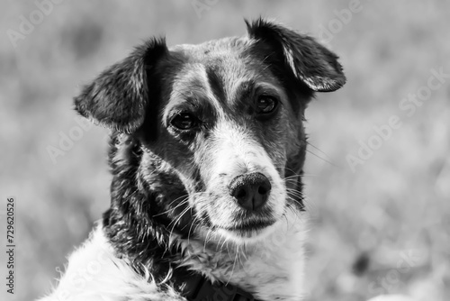 Perro en el campo