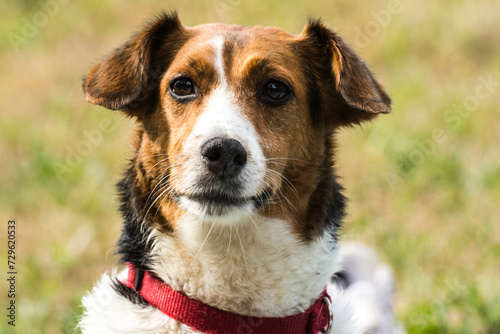 Perro en el campo