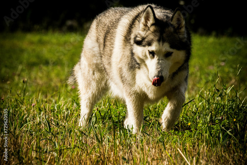 Perro en el campo