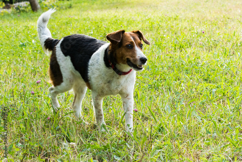 Perro en el campo