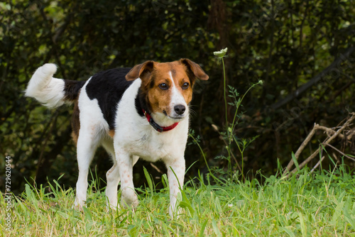 Perro en el campo
