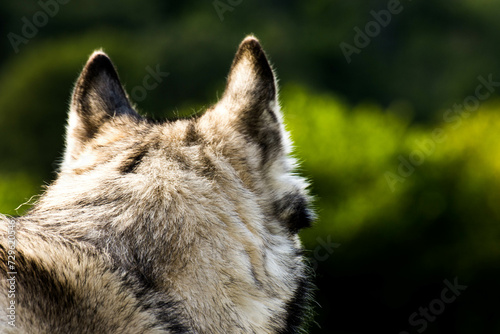 Perro en el campo