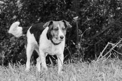 Perro en el campo