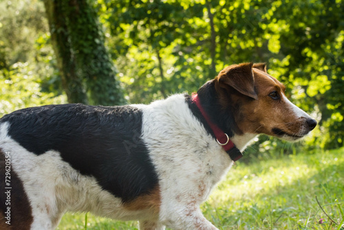 Perro